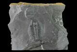 Elrathia Trilobite Molt Fossil - House Range - Utah #139612-1